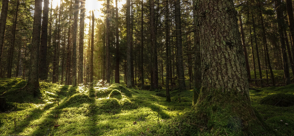 Istock photo forest